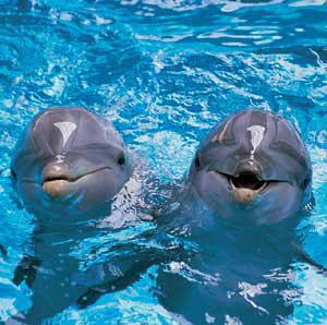 bonjour bon mardi gros bisousssssss mes amies